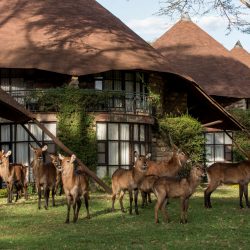 Wildlife-Waterbuck (1)